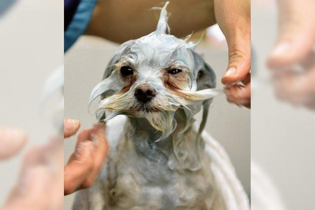 Silikonhoden fr kastrierte Hunde: Der Schnheitswahn wird tierisch