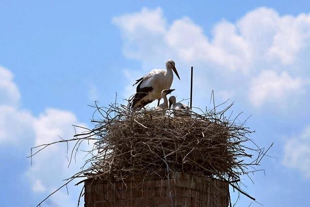 DER STORCH