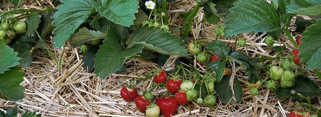 Wenn man Stroh unter die Erdbeeren legt, werden diese vor Matsch geschtzt.  | Foto: Angelika Schmidt