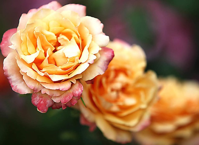 Rosen geben heute Abend den blhenden Rahmen.   | Foto: Breithaupt