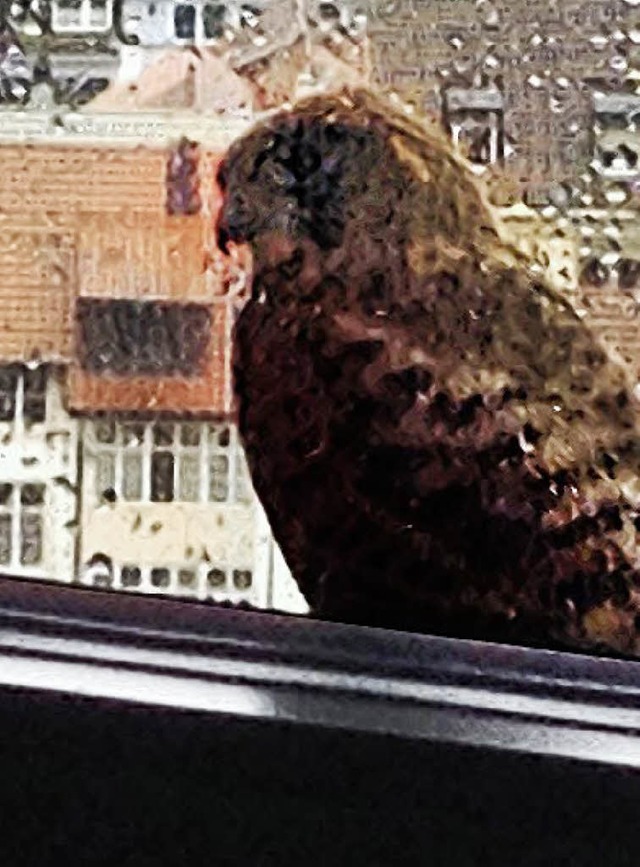 Ein Gebudebrter: Ein Falke macht Flugpause am Rathaus.   | Foto: Stadt