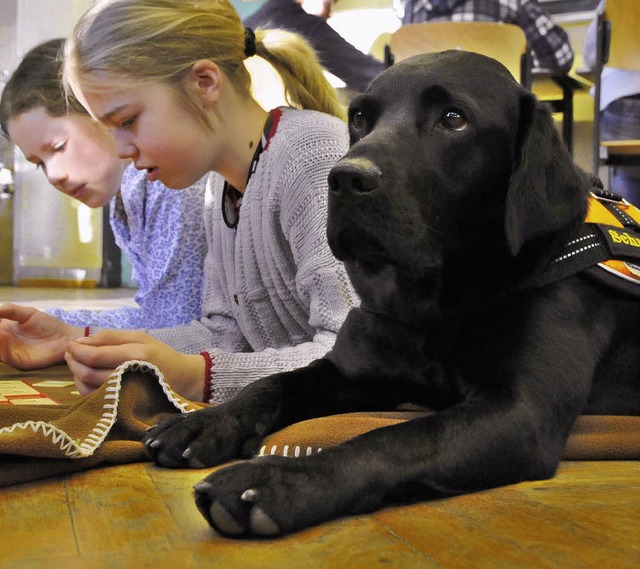 Dieser Hund folgt dem  Unterricht sehr aufmerksam.       | Foto: Bamberger