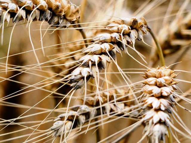 Getreide: ein weltweit gehandeltes Gut.  | Foto: Siegfried Gollrad
