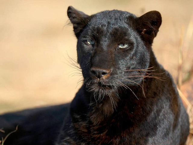 Jetzt spekulieren franzsische Medien ber eine Panther-Sichtung.  | Foto: dpa
