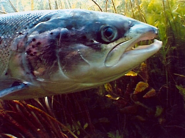 Schon zwei Fische wie dieser wurden bei Rheinfelden entdeckt  | Foto: arte