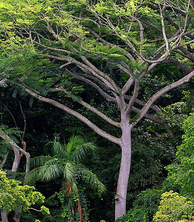 Brasilien will das Abholzen des Regenwaldes eindmmen.   | Foto: dpa