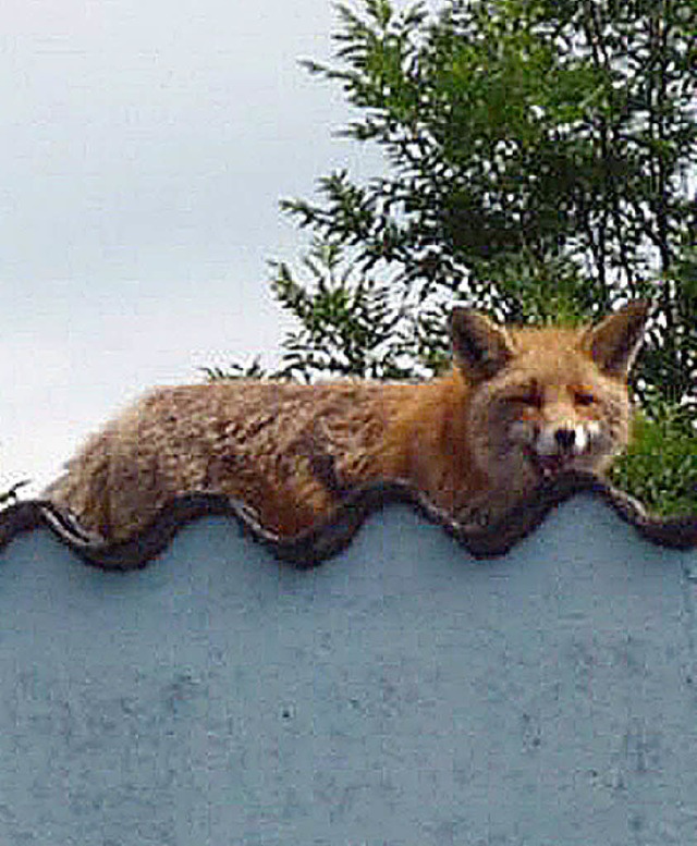Dieser Fuchs hat es sich auf dem Dach einer Garage gemtlich gemacht.   | Foto: DPA