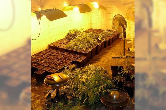 Polizei hebt Cannabis-Plantage aus – Tausende Euro beschlagnahmt