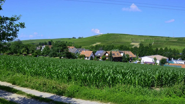 Oberhalb der Mittleren Strae und sdl...kenacker  in Pfaffenweiler entstehen.   | Foto: Andrea Gallien