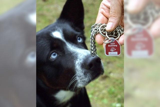 Gemeinderat beschliet Erhhung der Hundesteuer