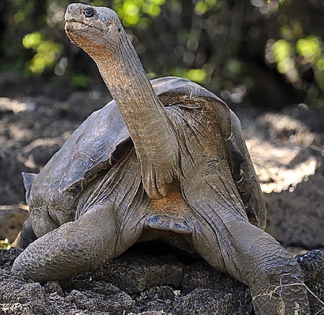 Lonesome George ist tot.   | Foto: afp