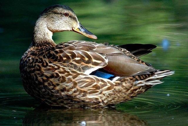 Vogel- oder Gewsserschutz? Naturschtzer im Dilemma