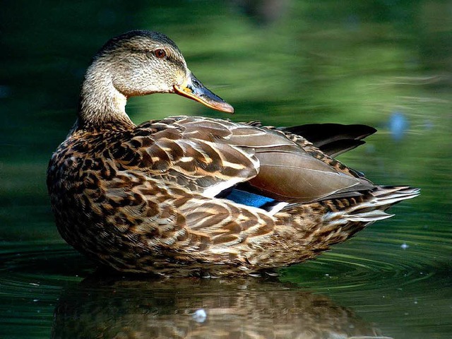 Der Ente das Paradies, den Fischen  die Brhe   | Foto: schneider