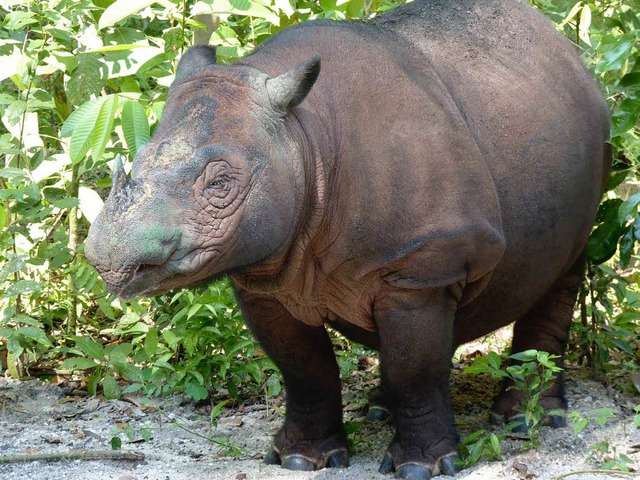 Das junge Sumatra-Nashorn.   | Foto: DPA