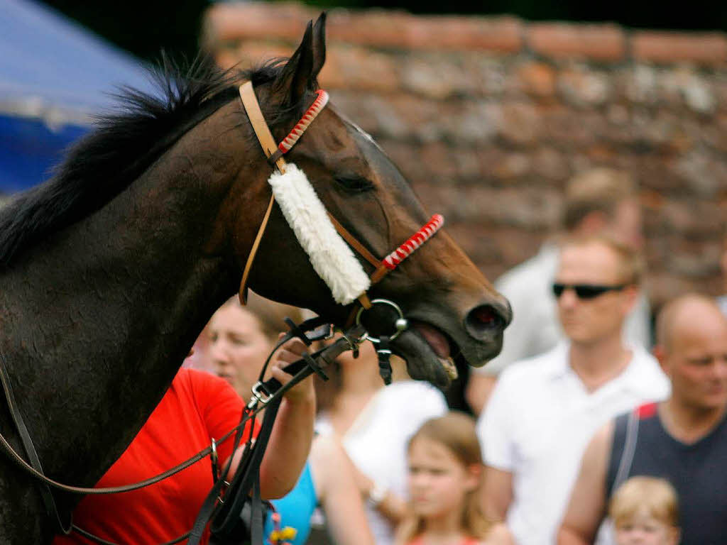 Rassige Galopper, elegante Traber, Reitsportfachleute, Pferdefreunde, Zocker – groes Stelldichein auf der Waldrennbahn