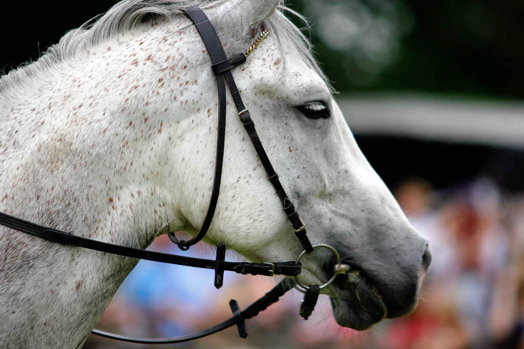 Rassige Galopper, elegante Traber, Reitsportfachleute, Pferdefreunde, Zocker – groes Stelldichein auf der Waldrennbahn