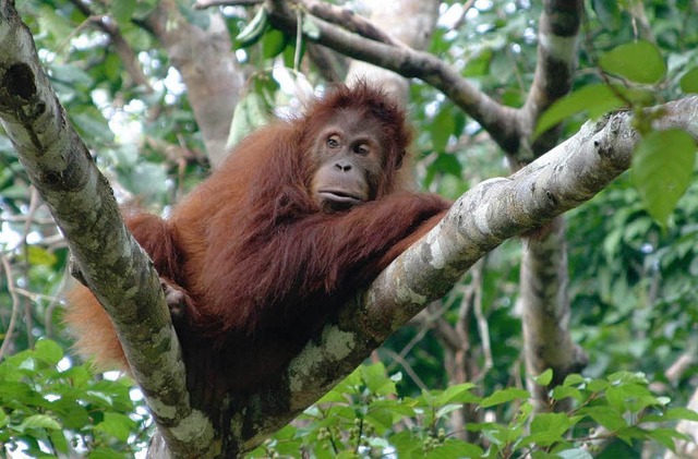Orang-Utans bewohnen die Bume und verlassen sie nur selten.  | Foto: DPA