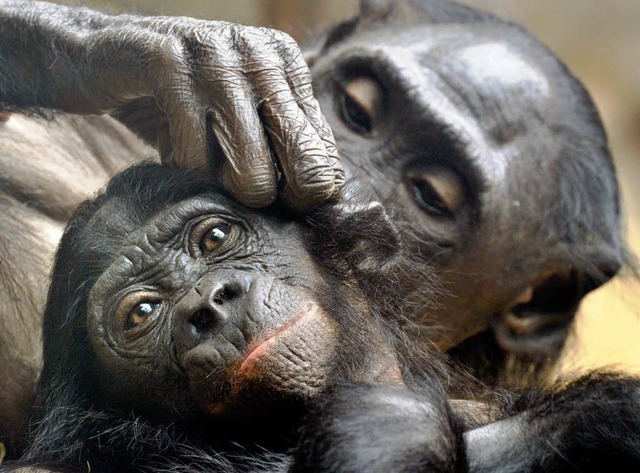 Schimpansen bei der gegenseitigen Krperpflege.   | Foto: DPA