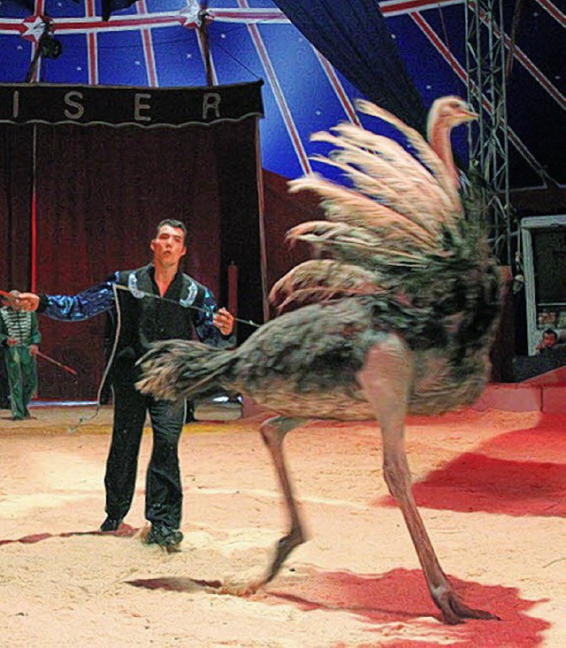 Auch Straue treten beim Circus Kaiser auf.    | Foto: PETER DITTERT