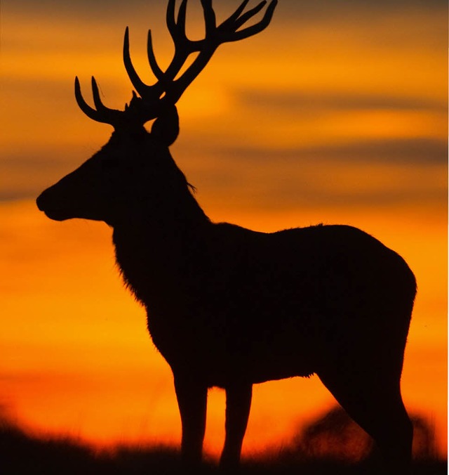 Begehrtes Ziel: ein Hirsch   | Foto: Patrick Pleul/dpa