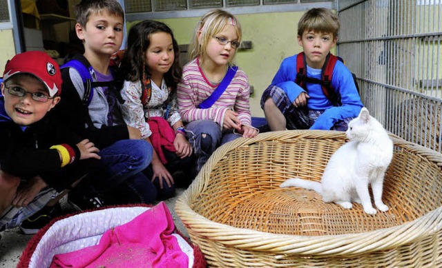 Im Katzengehege treffen die Zweitklss...inhold-Schneider-Schule echte Katzen.   | Foto: Ingo Schneider