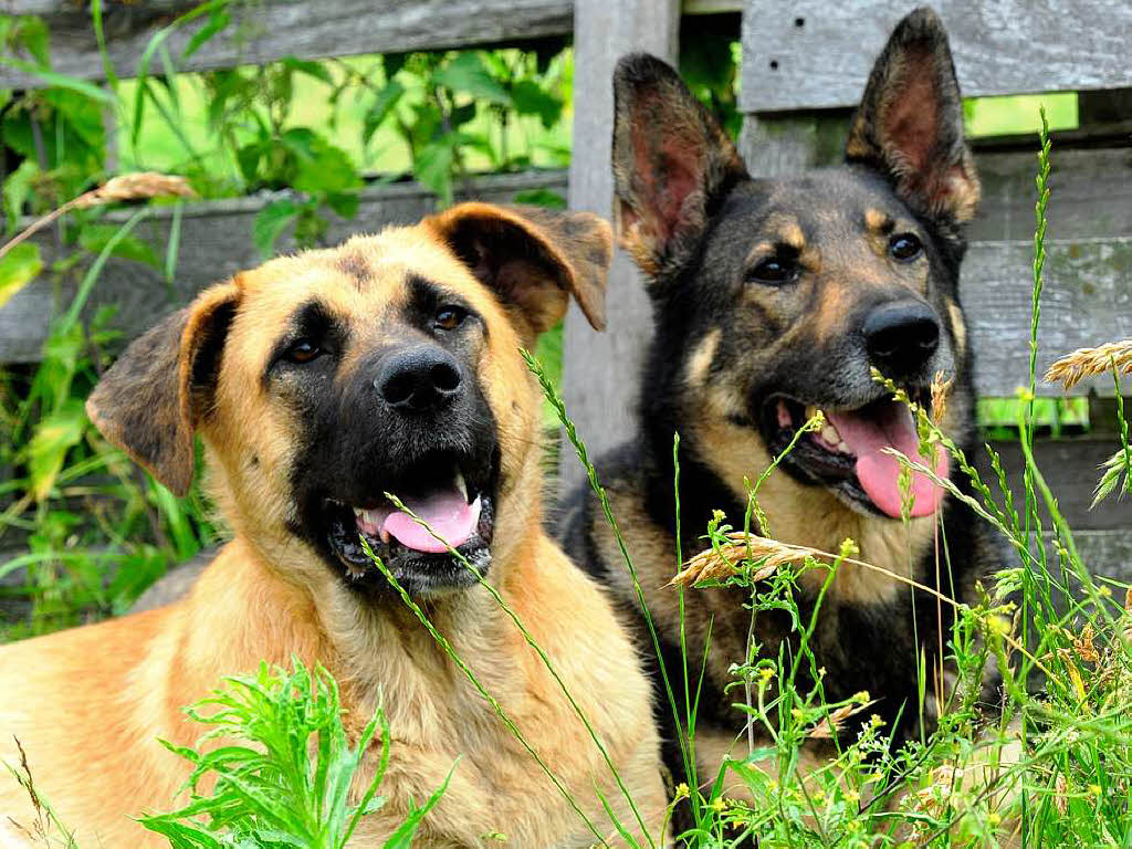 Hunde beißen in Freiburg kleinen Artgenossen tot Freiburg Badische