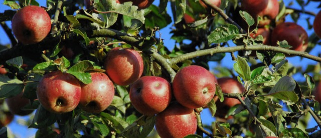 Obst ist fr alle Sinne ein Genuss.   | Foto: Angelika Schmidt