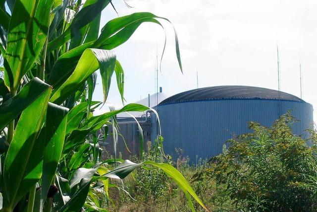 Biogas heizt Kampf um Pachtland im Sdwesten an