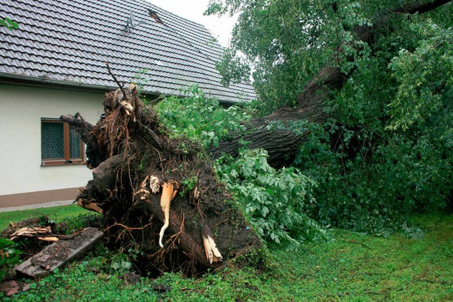 Der 140 Jahre alte Lindenbaum in Ottenheim ist umgestrzt.  | Foto: Martin Frenk