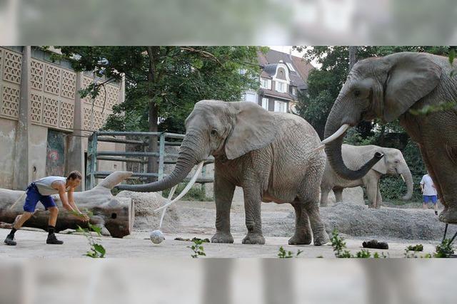 Einblicke ins tierische (Nacht-)leben