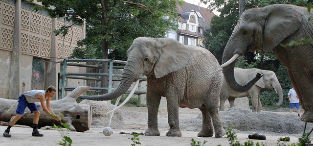 Und Schuss! Die Elefanten im Basler Zo...rter bei der Weltmeisterschaft 2014.   | Foto: andreas Dietrich
