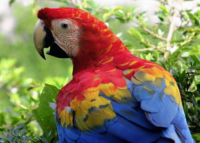 Wunderschn bunt, aber nicht kleckerfrei: der Papagei  | Foto: dpa