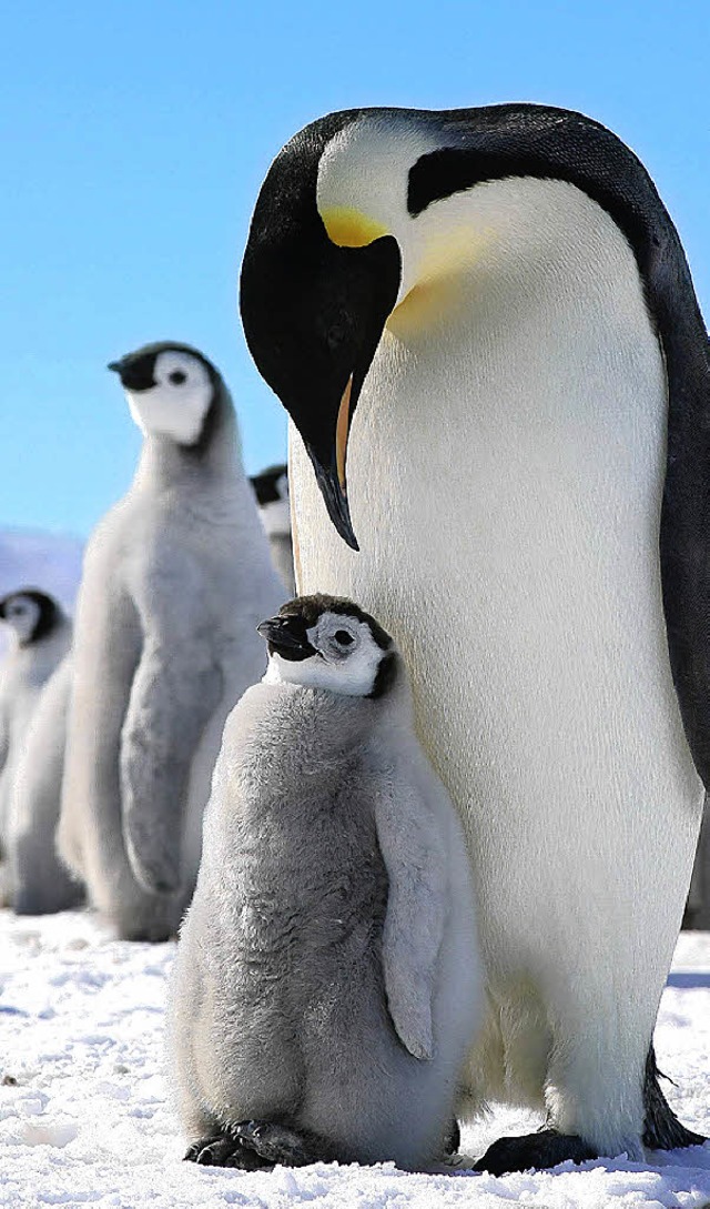 Ein Kaiserpinguin mit seinem Jungen in der Antarktis   | Foto: dpa