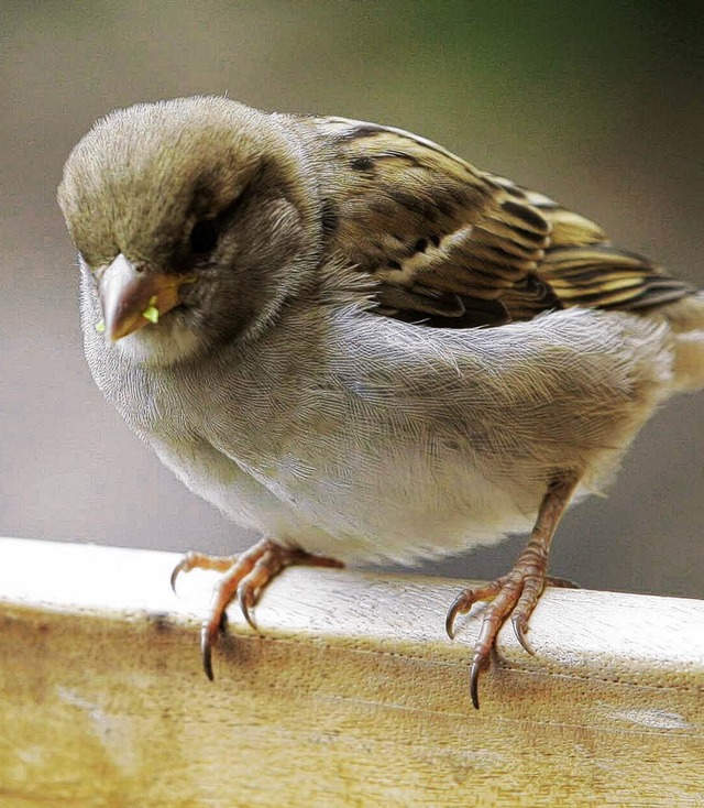 So gro wollen Felicitas&#8217; Spatzenkinder mal werden.   | Foto: ddp