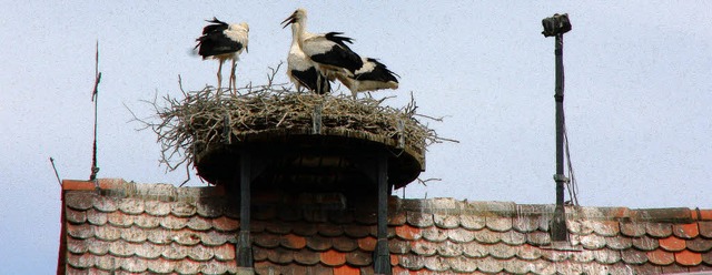 Eng geht&#39;s derzeit im Storchennest...8220; mit der Kamera stets live dabei.  | Foto: Ruth Seitz