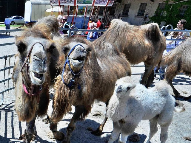 Hier sind die Kamele des Mundenhof beim Kamelfest zu sehen.    | Foto: Michael Bamberger