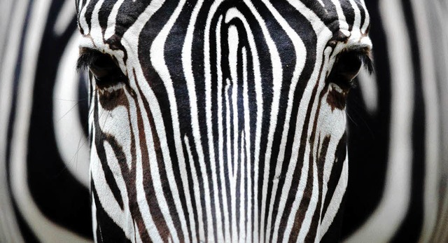 Mit Zebras hat der Straenstreifen im ..., bei gefhrlichen Stellen auch rote.   | Foto: FOTOS: dpa/BZ