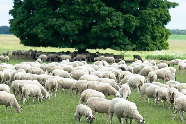 Anlagen: Gut fr die Umwelt, gut fr den Geldbeutel