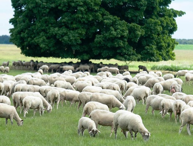 Nicht alles, was nach Idylle aussieht, ist nachhaltig.  | Foto: dapd