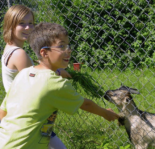 Jungtierschau Kndringen  | Foto: Brigitte Rssel