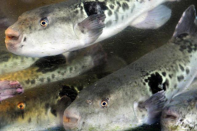 Japan lockert Vorschriften bei der Kugelfisch-Zubereitung