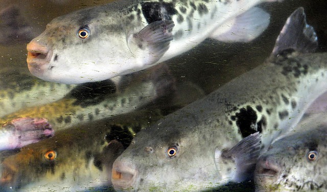 Kugelfische in einem Aquarium eines Tokioter Restaurants   | Foto: afp