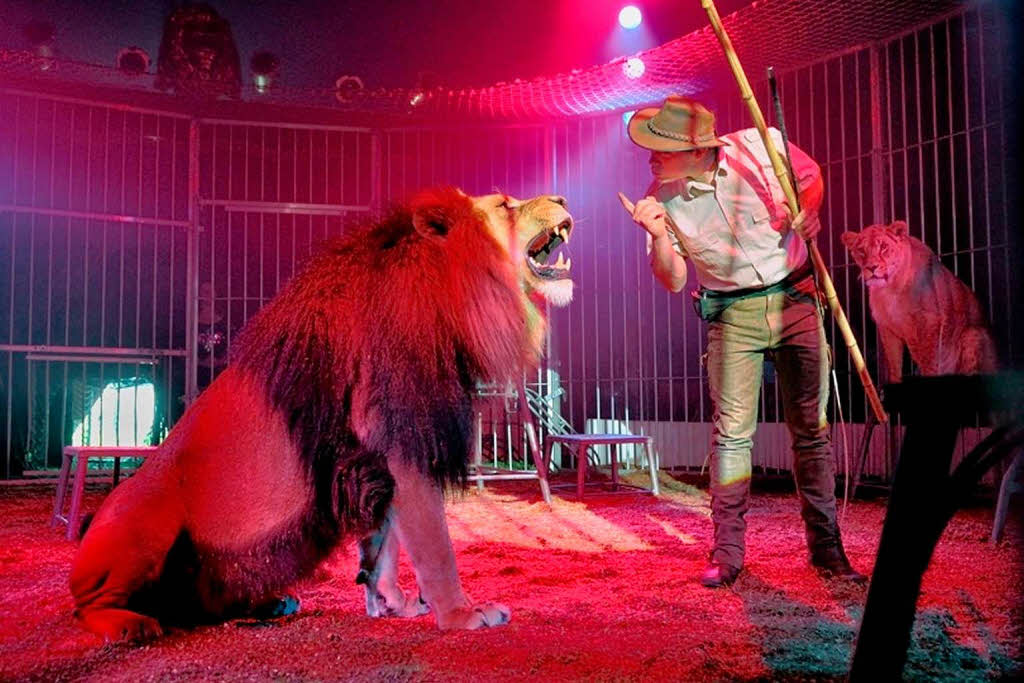 Zirkus Weisheit bringt seine Löwen mit - Breisach - Badische Zeitung