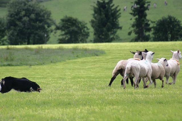 Alle Schafe unter einem Hut