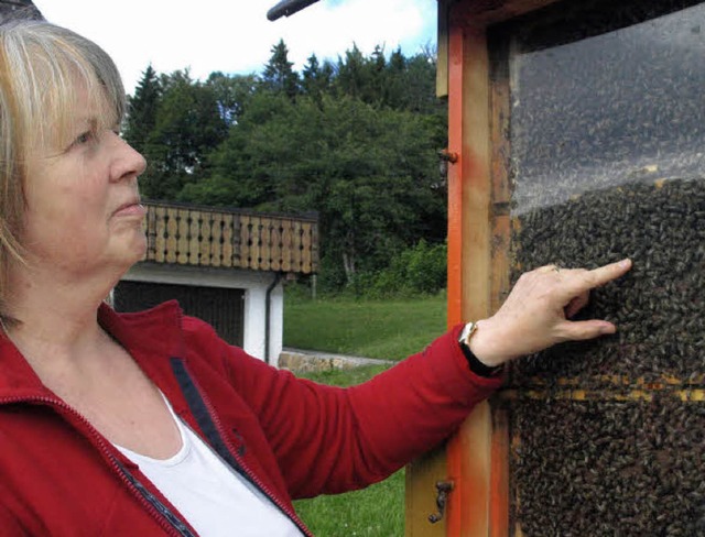 An ihrem Schaukasten in Horbach kann A...as Leben in einem Bienenstock erklren  | Foto: Karin Stckl-Steinebrunner