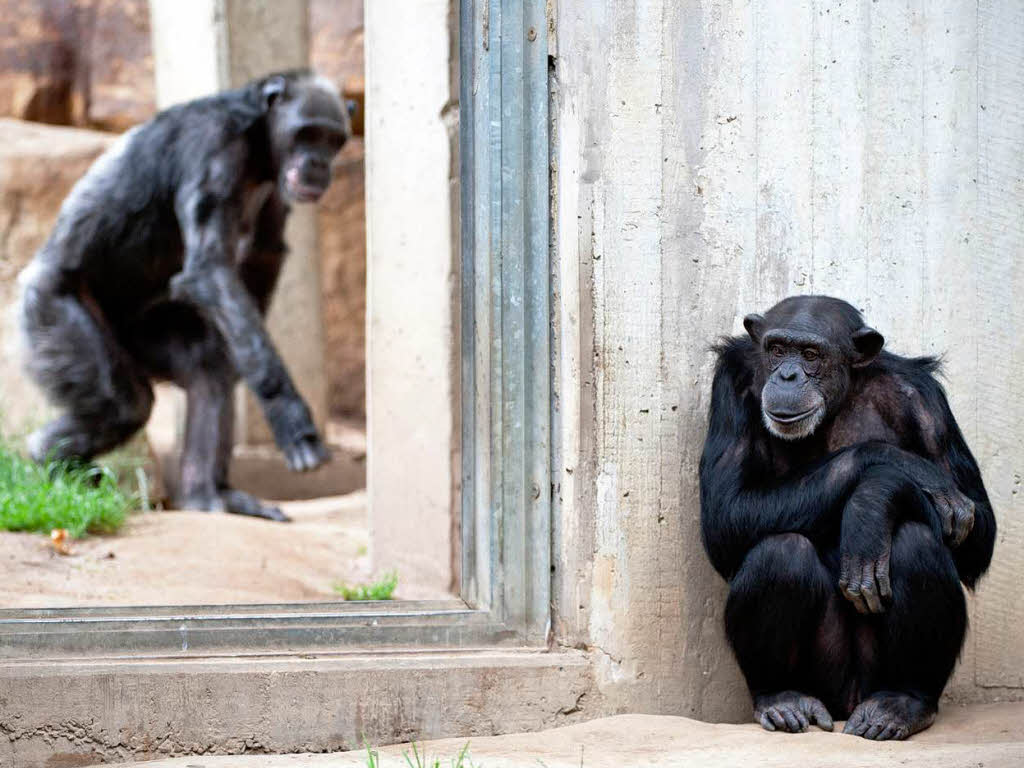 Fünf Affen in Zoo ausgebüxt - Fünfjähriges Mädchen verletzt - Panorama