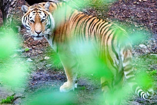 21-Jähriger steigt in Tigergehege - Motiv noch unklar
