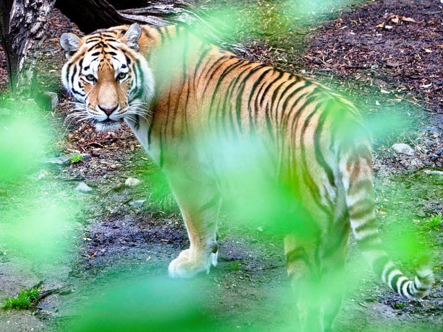 Ein Tiger streift durch sein Gehege im Kopenhagener Zoo.   | Foto: dpa