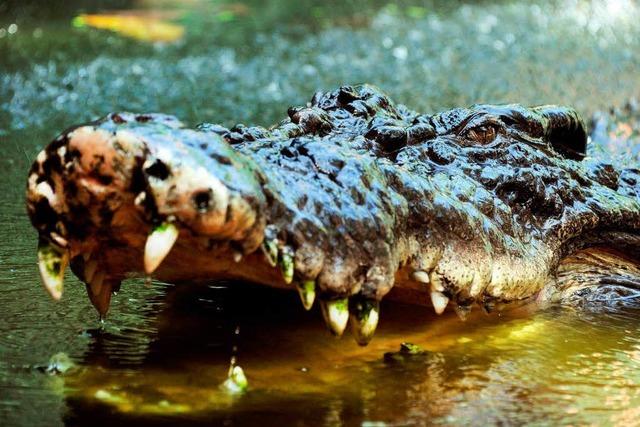 Krokodiljagd in Bayern