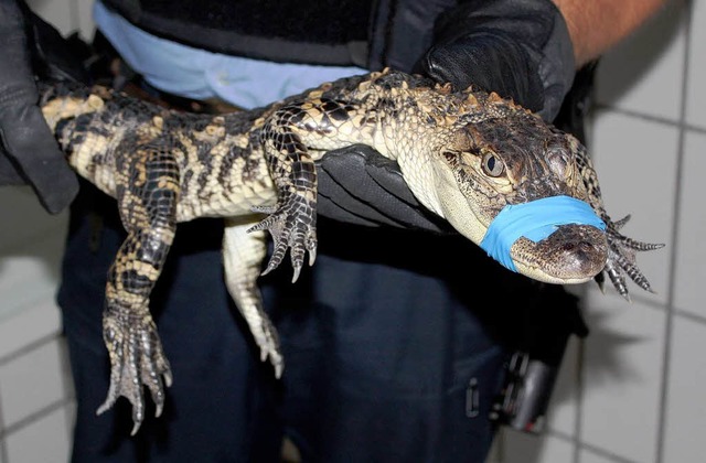 Dieses Krokodil hat ungefhr die selbe...e wie das was in Bayern gesucht wird.   | Foto: dpa